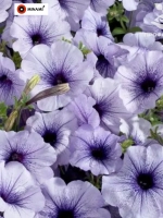 Петуния мультифлора Селебрити F1 Блю Айс blue