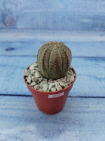 Euphoria Obesa (Эуфорбия)