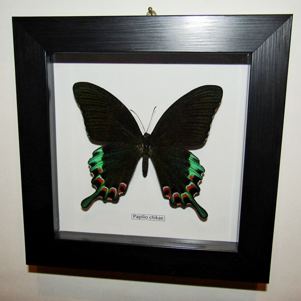 Бабочка Papilio chikae в рамке