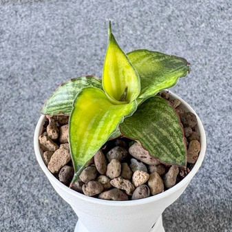 Предзаказ сансевиерий S15 июнь 2026