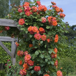 Роза плетистая Westerland