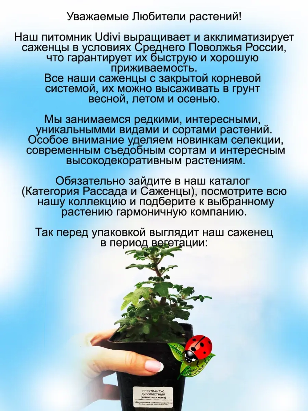 Плектрантус дуболистный комнатная мята