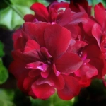 Пеларгония плющелистная PAC Tomgirl