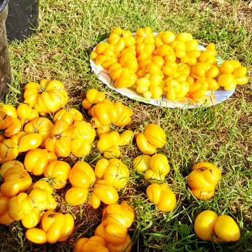 Помидоры - Первый Фила - Phil's One Tomato