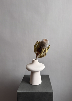 Банксия Бурдетта натуральная