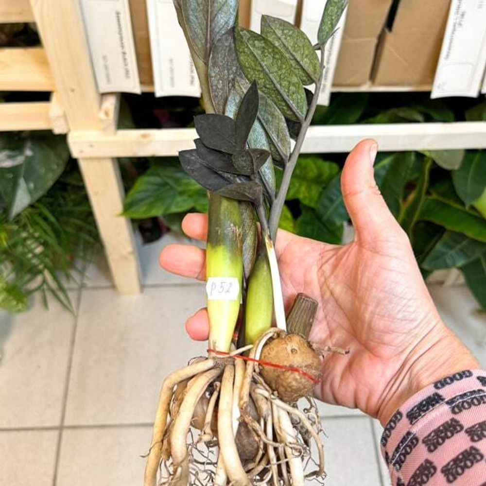 Замиокулькас BLACK