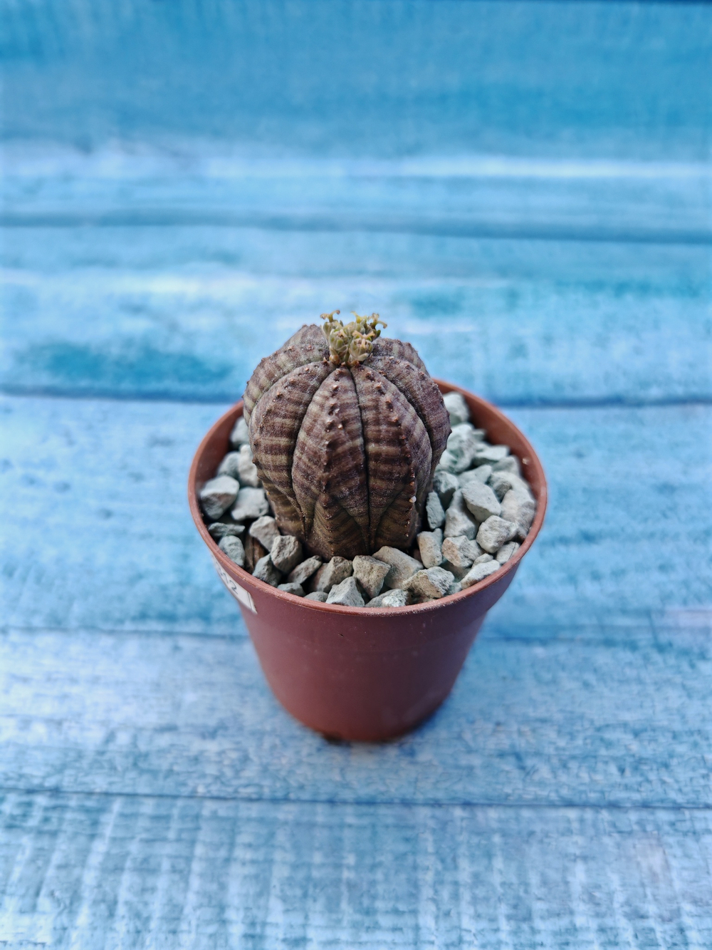Euphoria Obesa (Эуфорбия)