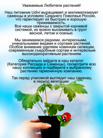 Дельфиниум Астолат Pacific Astolat