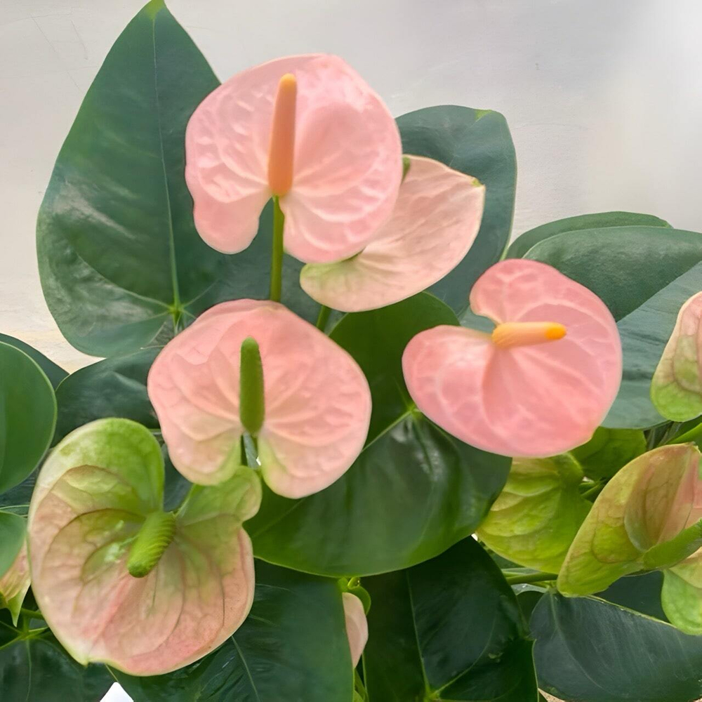 Антуриум Андрэ SPIRIT