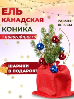 Саженец Ель Коника новогодняя