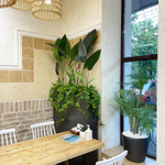 Озеленение искусственными стрелициями и ампельными растениями кафе в супермаркете "Табрис"  г.Краснодар