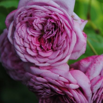 Дьюранс Ансьон Роза (Durance Ancian Rosa)