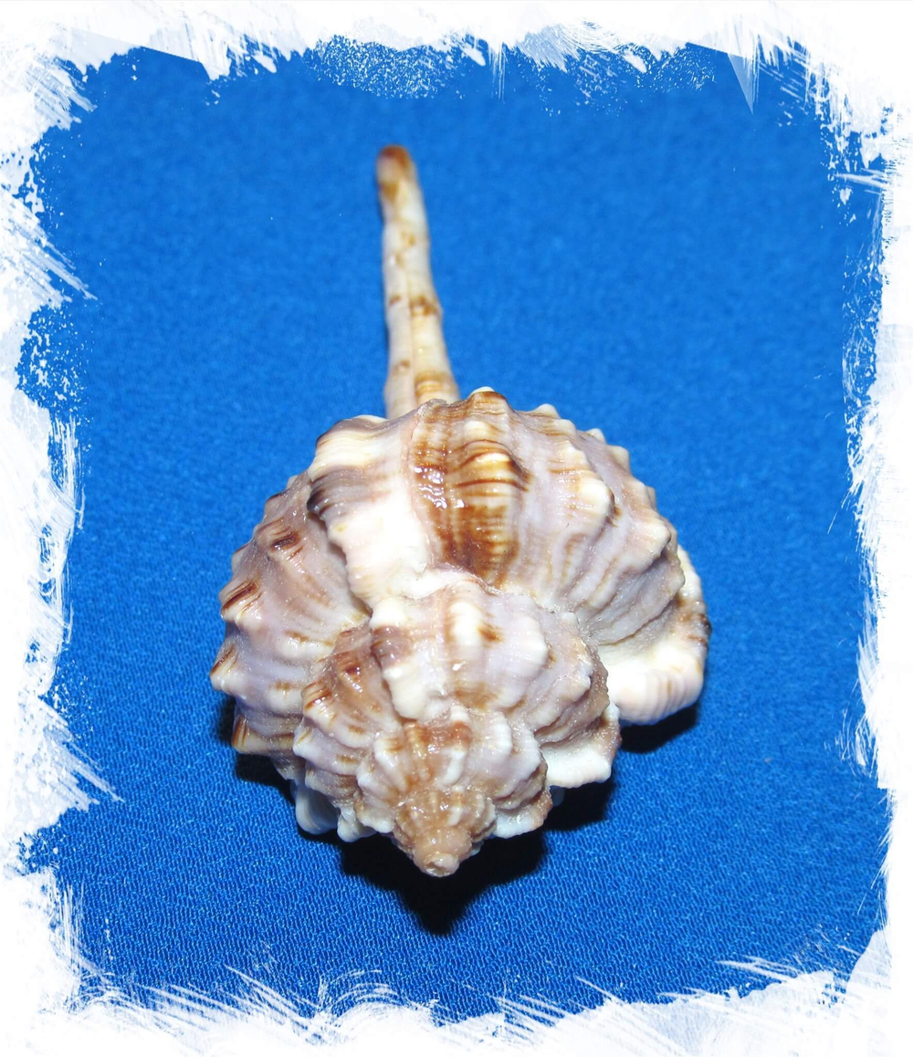 Haustellum malabaricum