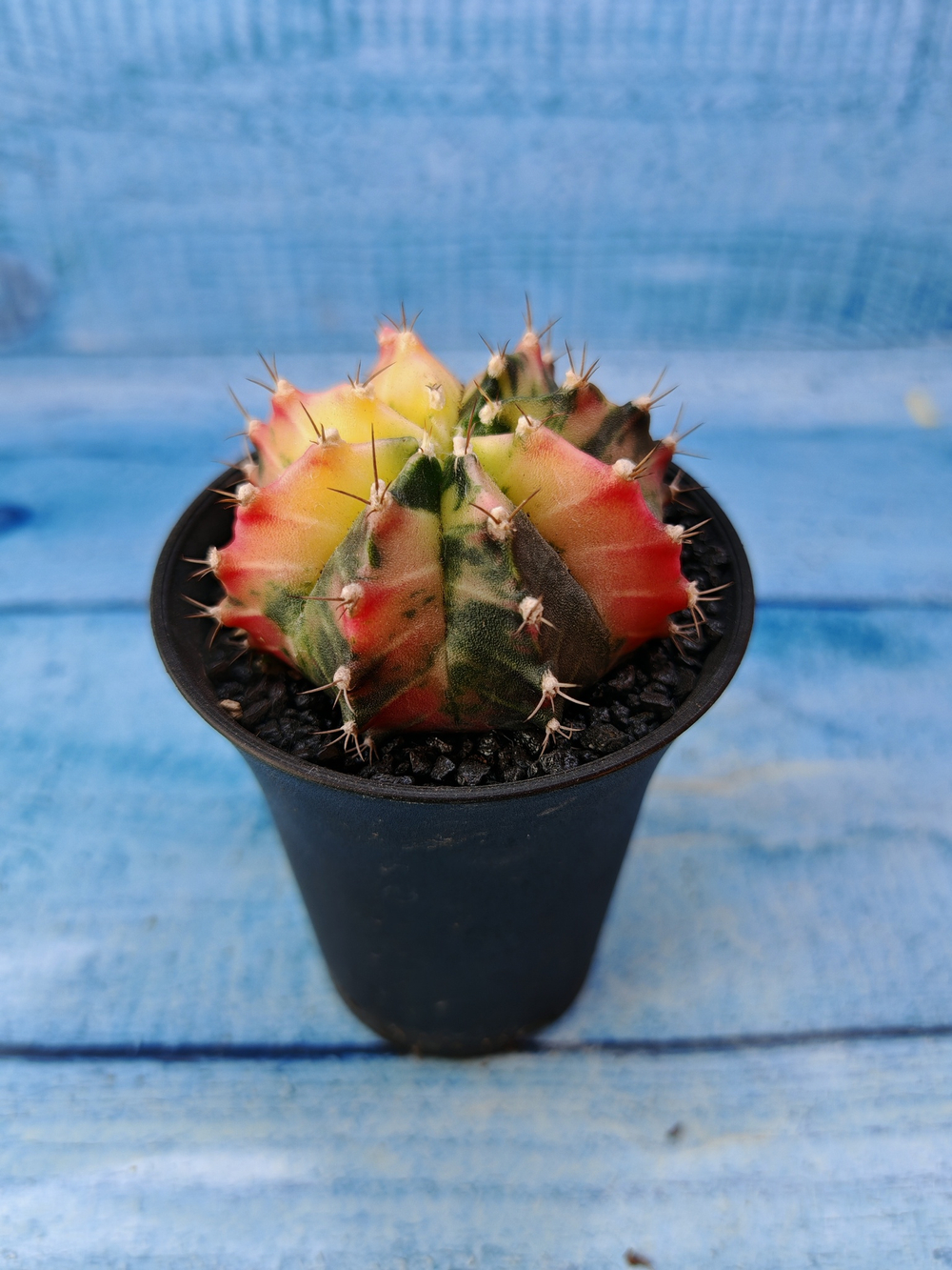 Gymnocalycium Variegata (Гимнокалициум Вариегатный)