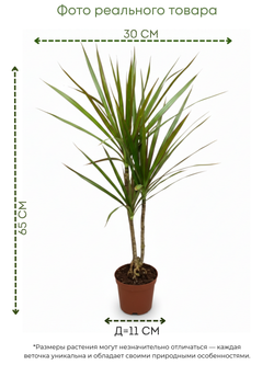 Драцена узколистная Millennial Forest д.11