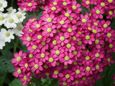 37134 Тысячелистник DESERT EVE Deep Rose (Весна 2026)