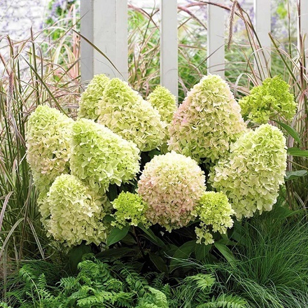 Гортензия метельчатая Литтл Фреско