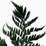 Папоротник зелёный "Rose"