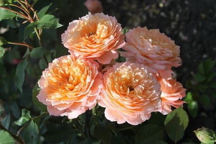 Роз де Жерберуа (Rose de Gerberoy)