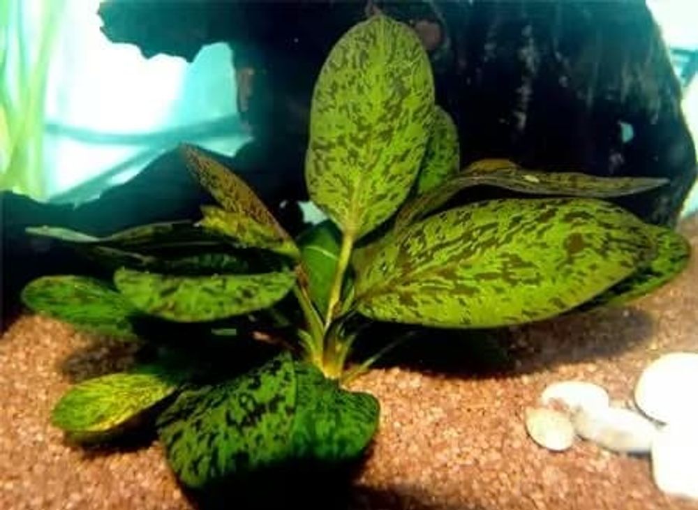 Эхинодорус оцелот (014)  (Echinodorus "Ozelot")