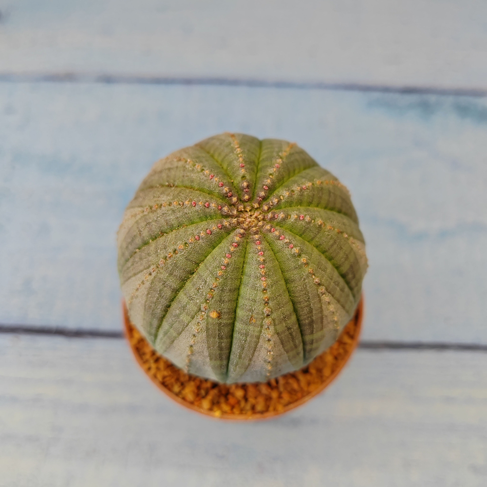 Euphoria Obesa (Эуфорбия)