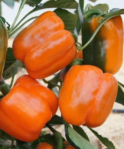 Оранж Глори F1 семена перца сладкого (De Ruiter Seeds / Де Ройтер Сидс) – фото 3