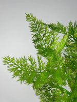 Куст папоротника / Арт 5015