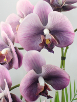 Искусственные Орхидеи 2 ветки сливовые 55см в кашпо