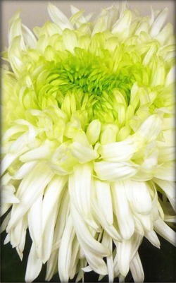 Одноголовая хризантема Louis germ white 🌼 о.26 (весна 2026г)