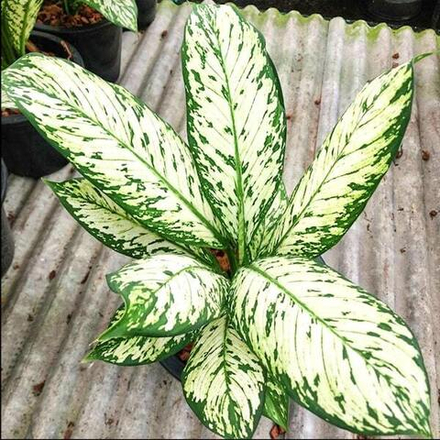 Диффенбахия THEP PRATHAN