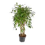 Фикус Амстел Кинг Решетка