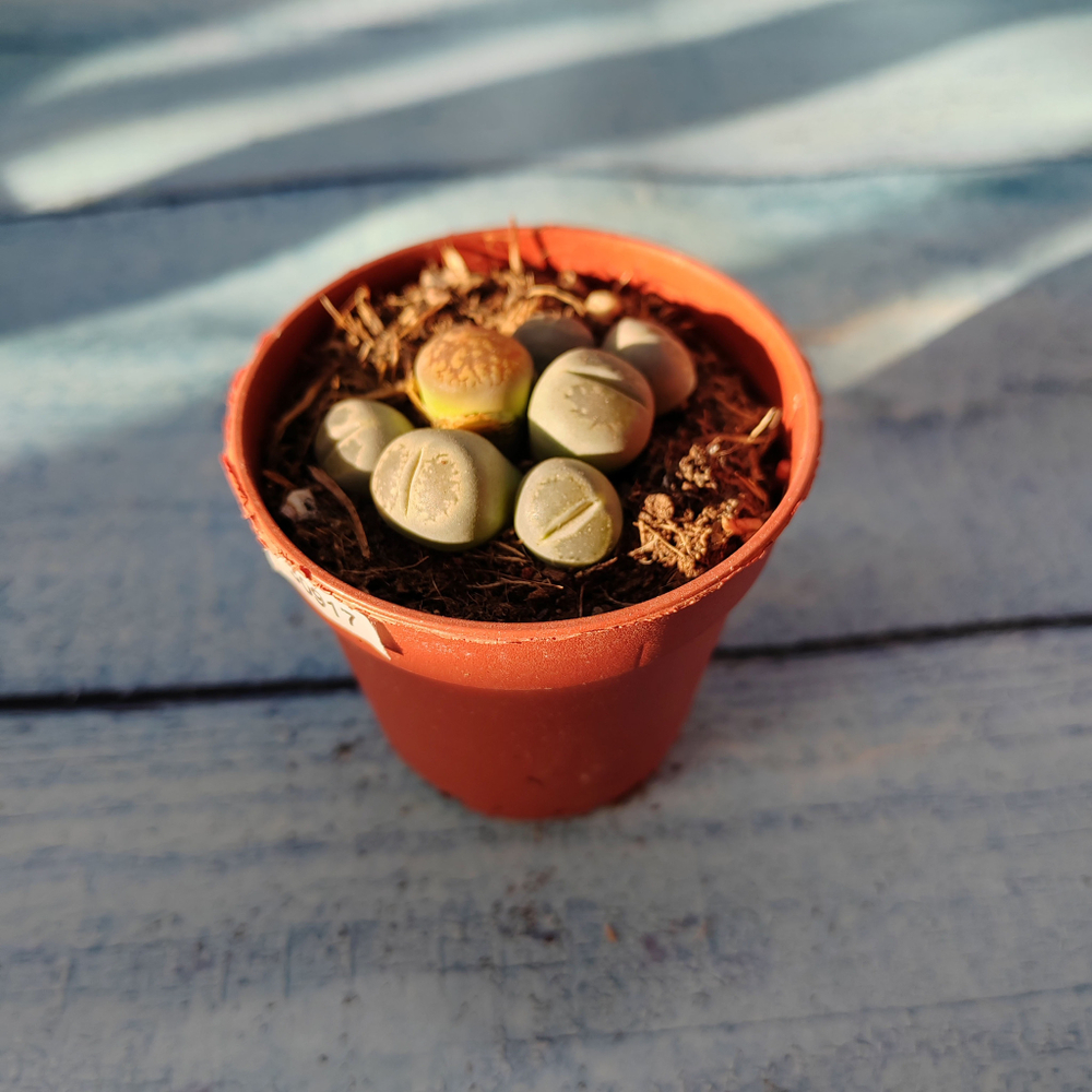 Lithops sp. (Литопсы)