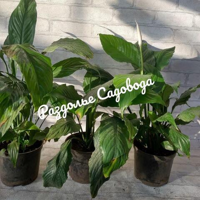 Спатифиллум прелестный (горшок 1.5л)