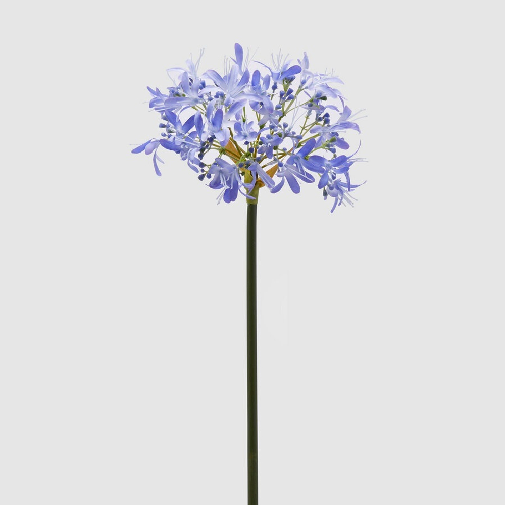 Агапантус индиго 60 см