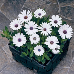 Остеоспермум Пэшн Вайт (25шт) Витагрин Профи