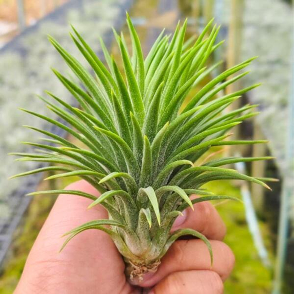 Тилландсия ionantha Monkey Tail L (T40)