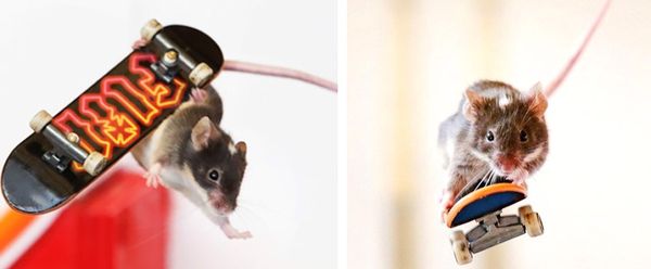 Австралиец учит мышей кататься на скейтборде Австралиец учит мышей кататься на скейтборде