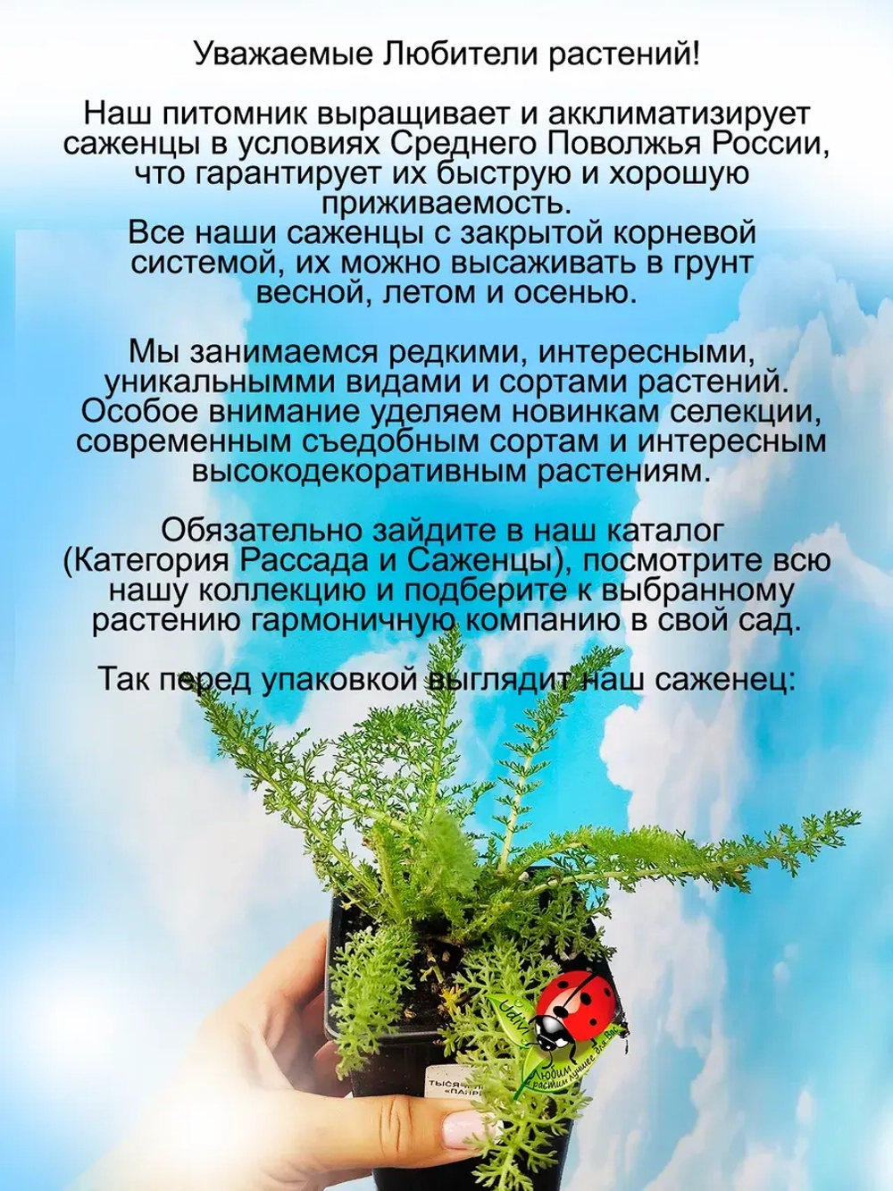 Тысячелистник Паприка многолетний