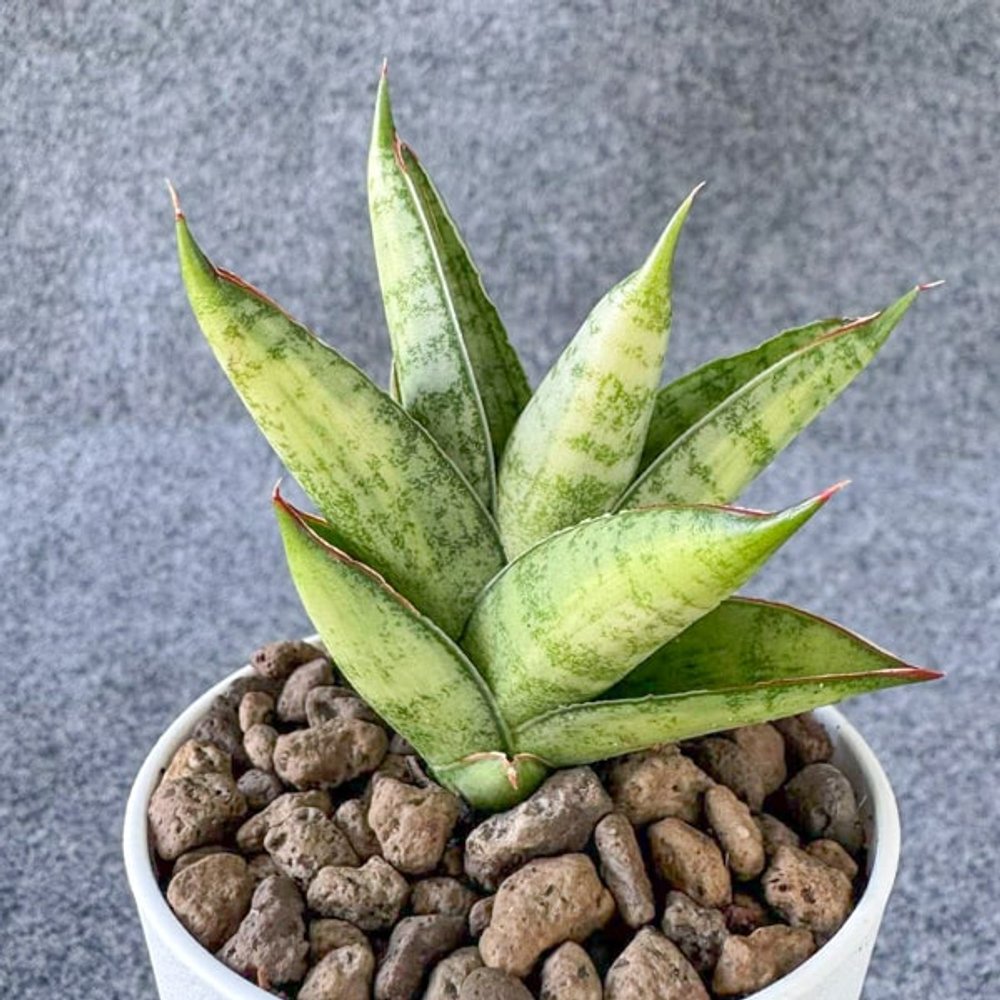 Сансевиерия GOLDEN PAGODA