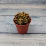 Gymnocalycium Friedrichii (Гимнокалициум)