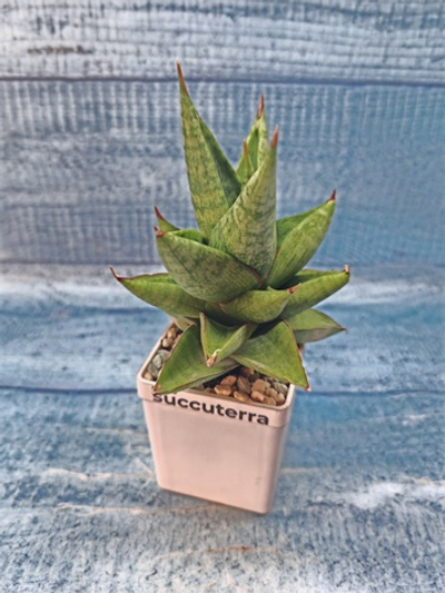 Sansevieria Jewel Crown (Сансевиерия)