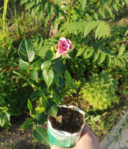 Роза Лавли Лидия