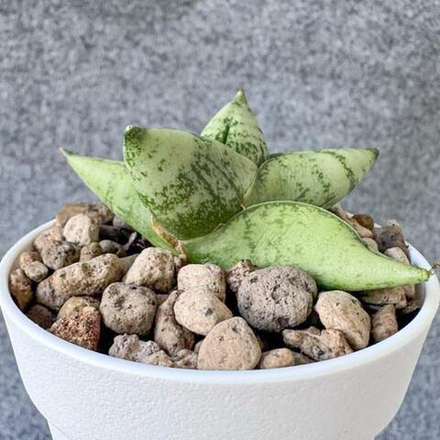 Сансевиерия MING MANEE DWARF