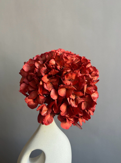 Гортензия макрофила стабилизированная винная