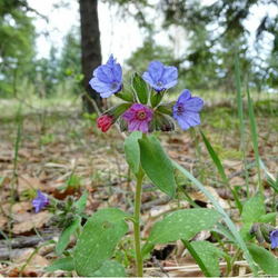 Медуница лекарственная (трава) 500 г