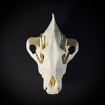 Череп бурой гиены