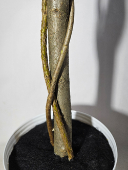 Искусственное дерево Акация лиловая 170 см в кашпо