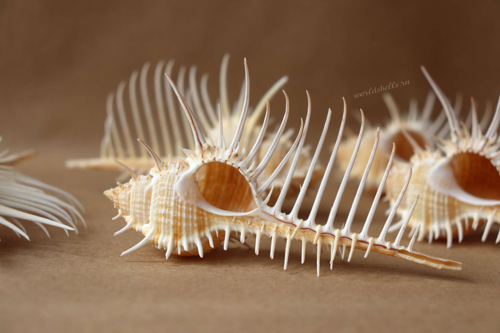 Ракушка Мурекс Пектен (Murex pecten) 8-12 см