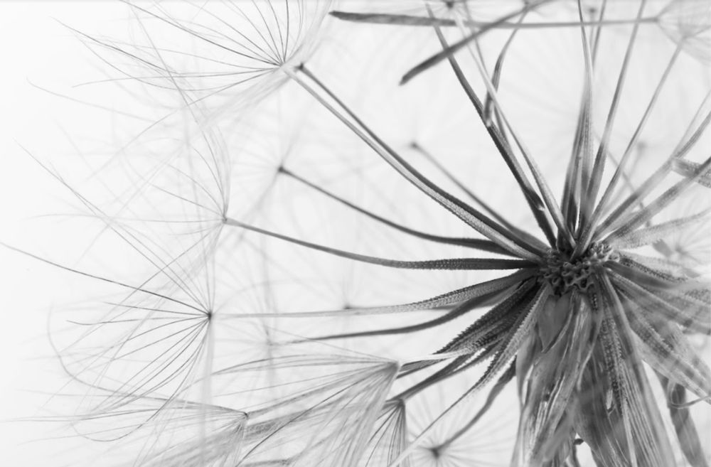 Белый одуванчик