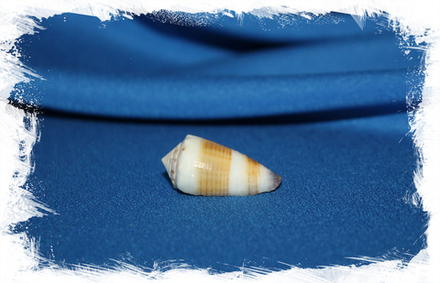 Конус сигиллатус (Conus sugillatus)